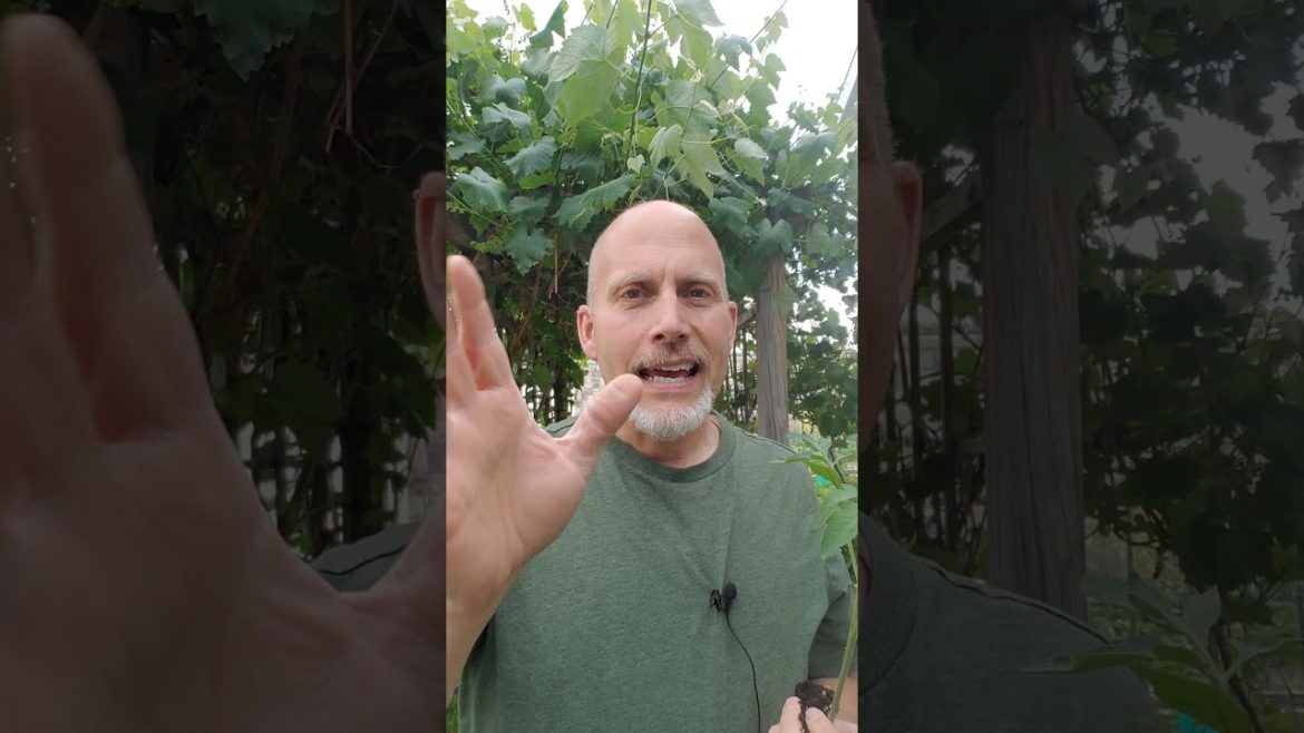 Planting Tomatoes Deep for More Roots!!  - Quick Backyard Vegetable Gardening Tips