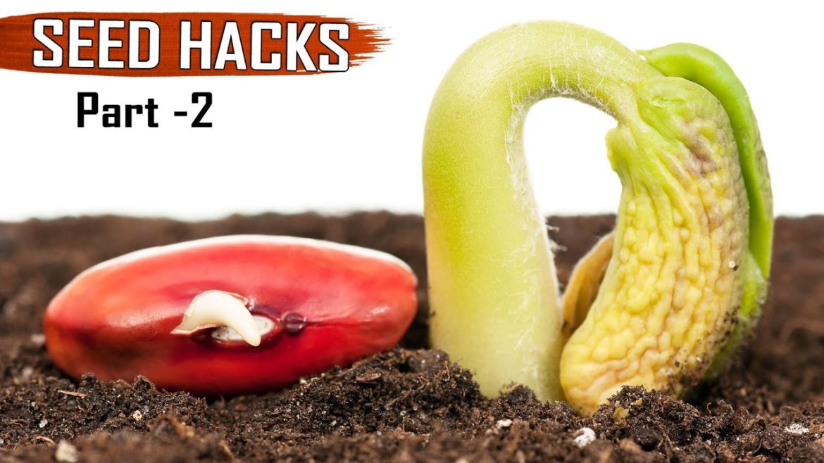GARDEN TIPS & Hacks: TOP 25 Seeds & Seedlings Gardening Hacks DIY Ideas tricks Compilation – Part 2 GARDEN TIPS & Hacks: TOP 25 Seeds & Seedlings Gardening Hacks DIY Ideas tricks Compilation - Part 2