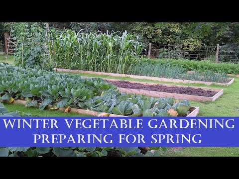 Winter Vegetable Gardening: Preparing for Spring Winter Vegetable Gardening: Preparing for Spring