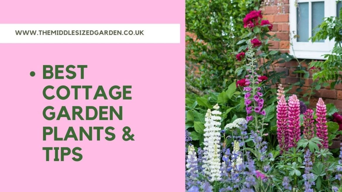 How to create a cottage garden – tips and ideas How to create a cottage garden - tips and ideas