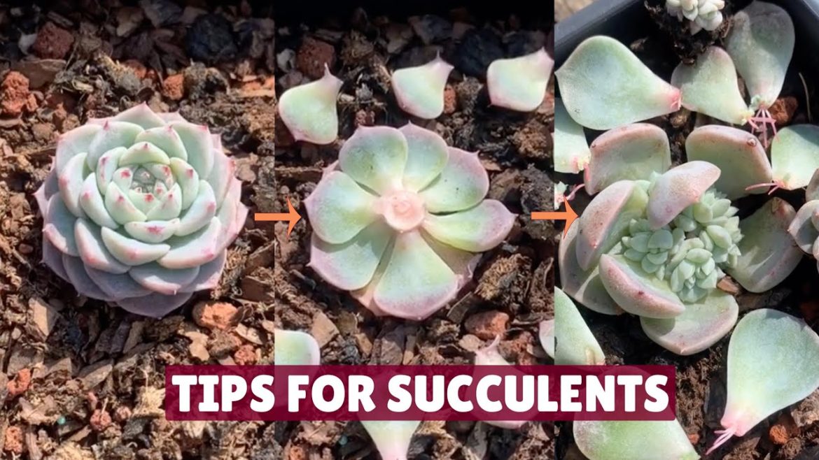 Useful Tips for Succulents You Must Know 🪴 | Succulent Garden|多肉植物 | 다육이들 | Suculentas