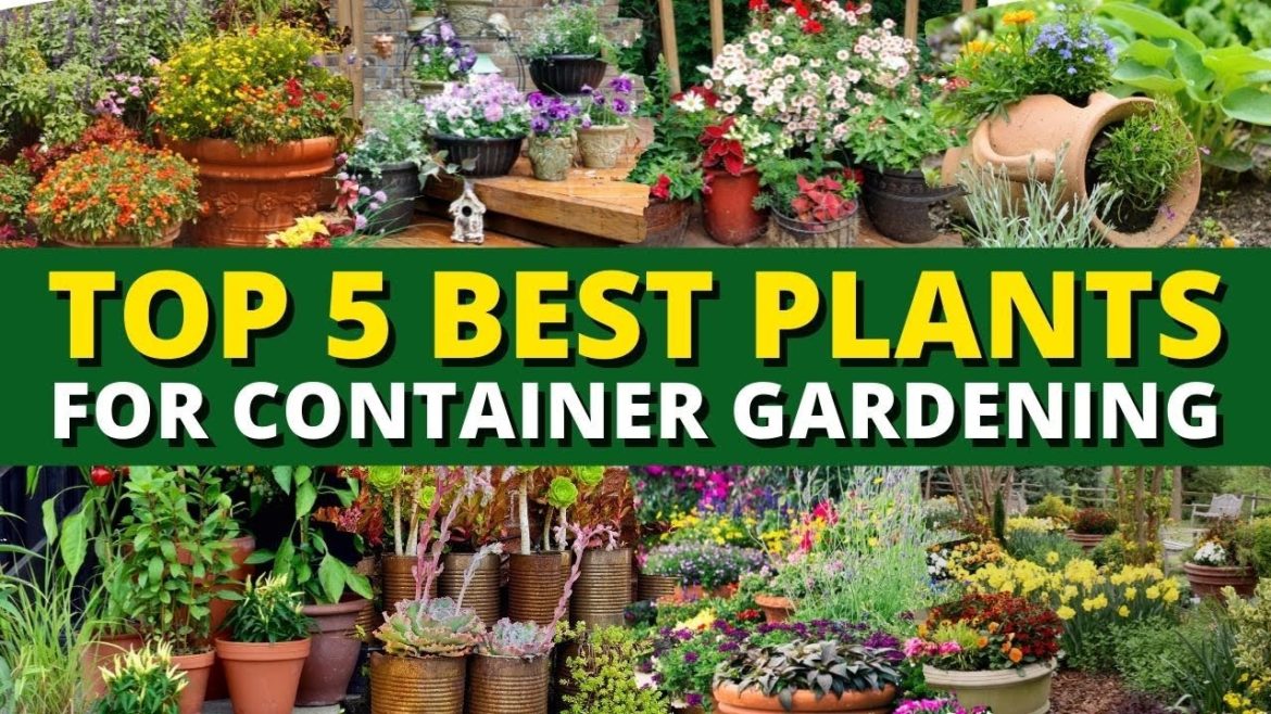 Top 5 Best Plants for Container Gardening 🪴- Garden Trends 🍃