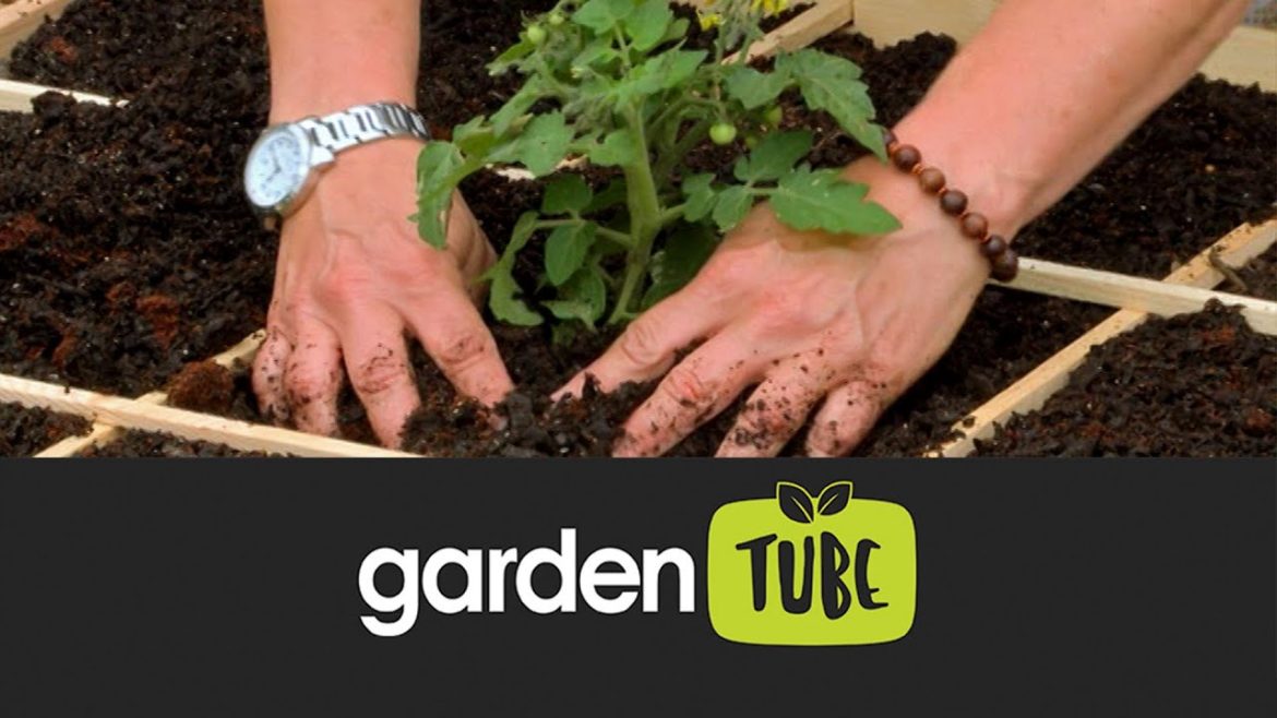 Square foot vegetable gardening Square foot vegetable gardening