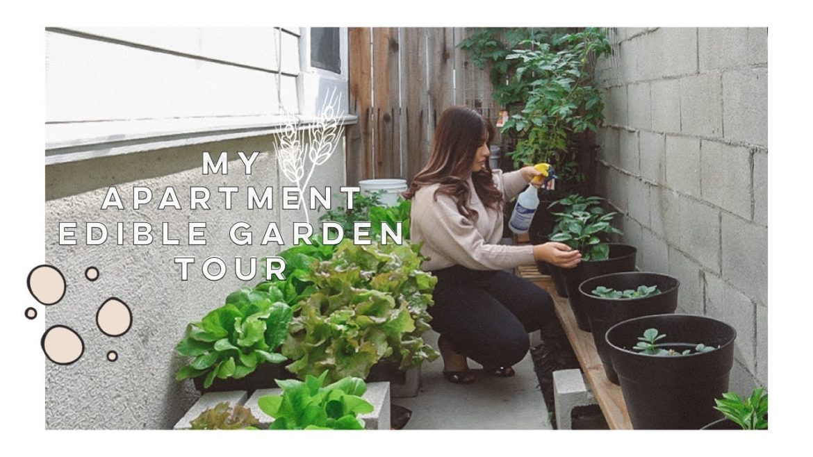 My Apartment Edible Garden Tour π
π₯¬πΆπ | Jamie Kate My Apartment Edible Garden Tour π
π₯¬πΆπ | Jamie Kate