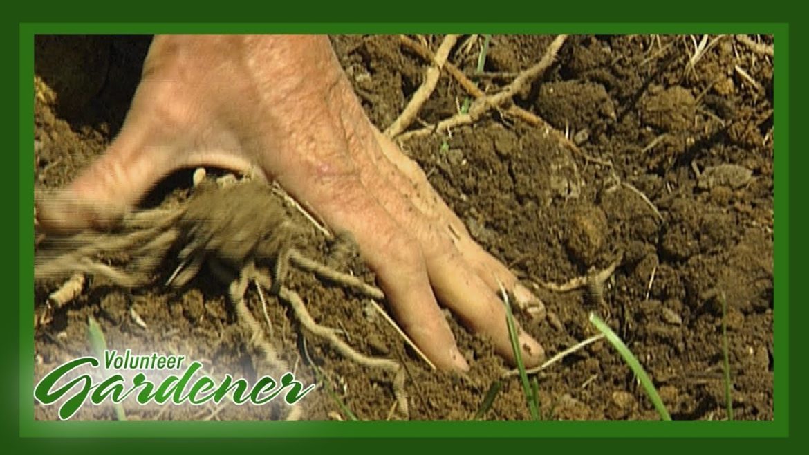 Asparagus Growing Tips | Volunteer Gardener