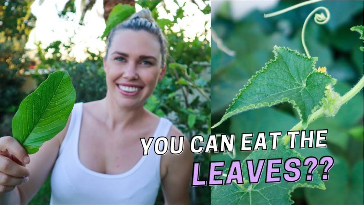 12 Edible Leaves from a Permaculture Garden 🌿Can you eat the Leaves? 12 Edible Leaves from a Permaculture Garden 🌿Can you eat the Leaves?