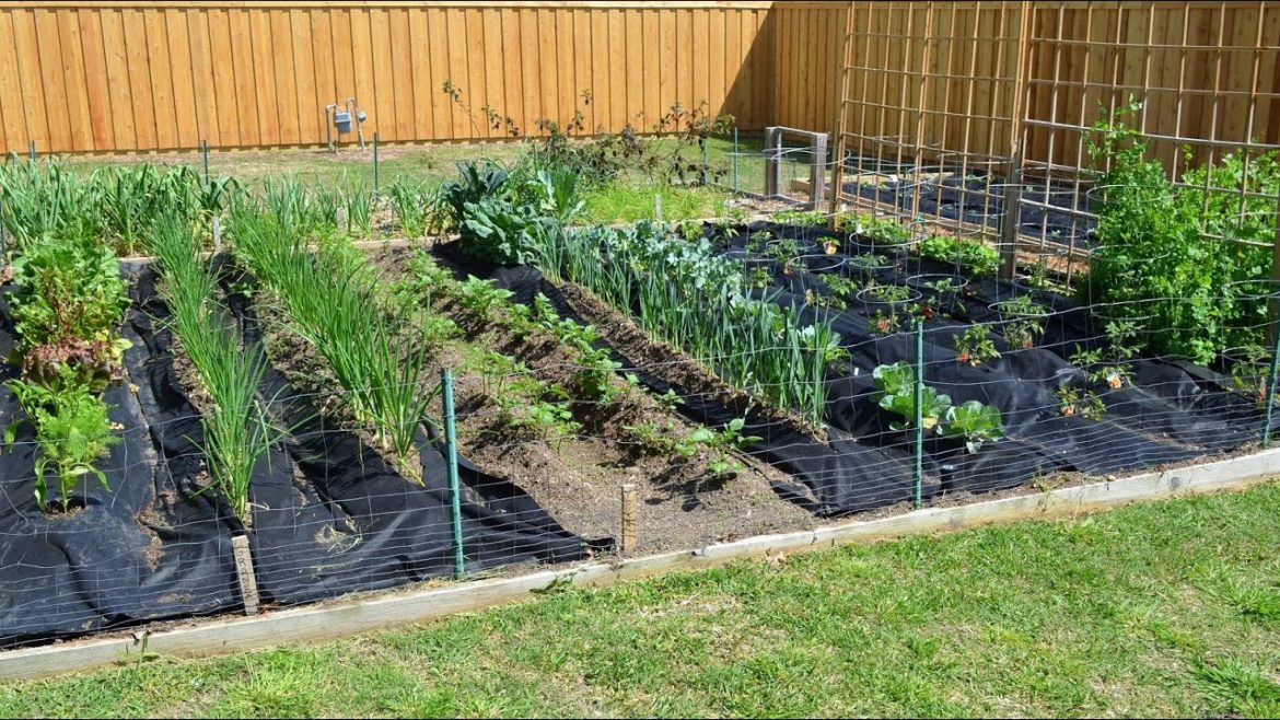 Spring Vegetable Gardening in April with Crazy Texas Weather