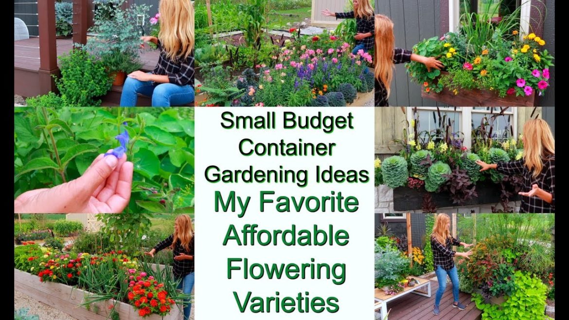 Small Budget Container Gardening Ideas | Affordable Flower Varieties Perform Amazing | My Favorites Small Budget Container Gardening Ideas | Affordable Flower Varieties Perform Amazing | My Favorites