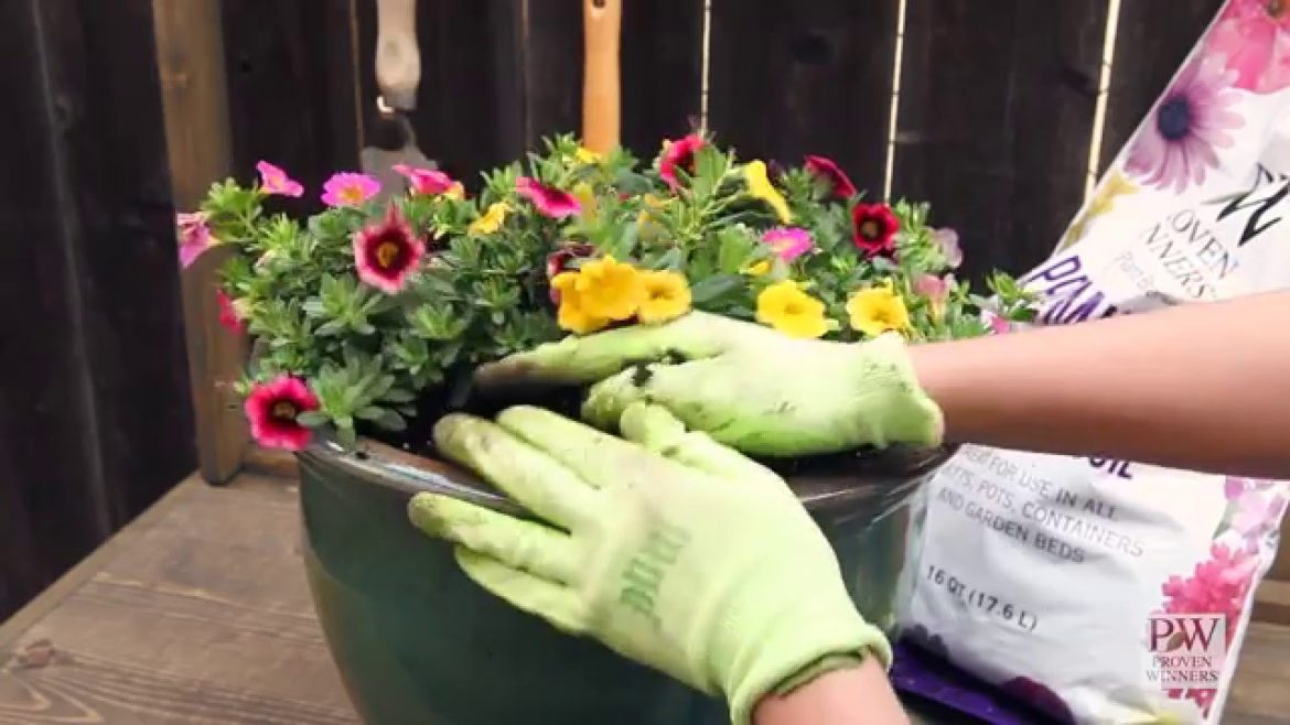 How-To Create A Simple Container Garden