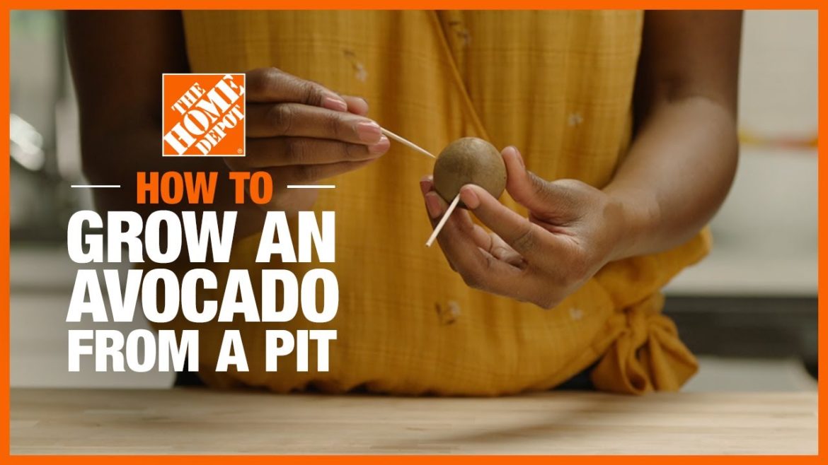 How to Grow an Avocado From a Pit | Edible Gardening | The Home Depot