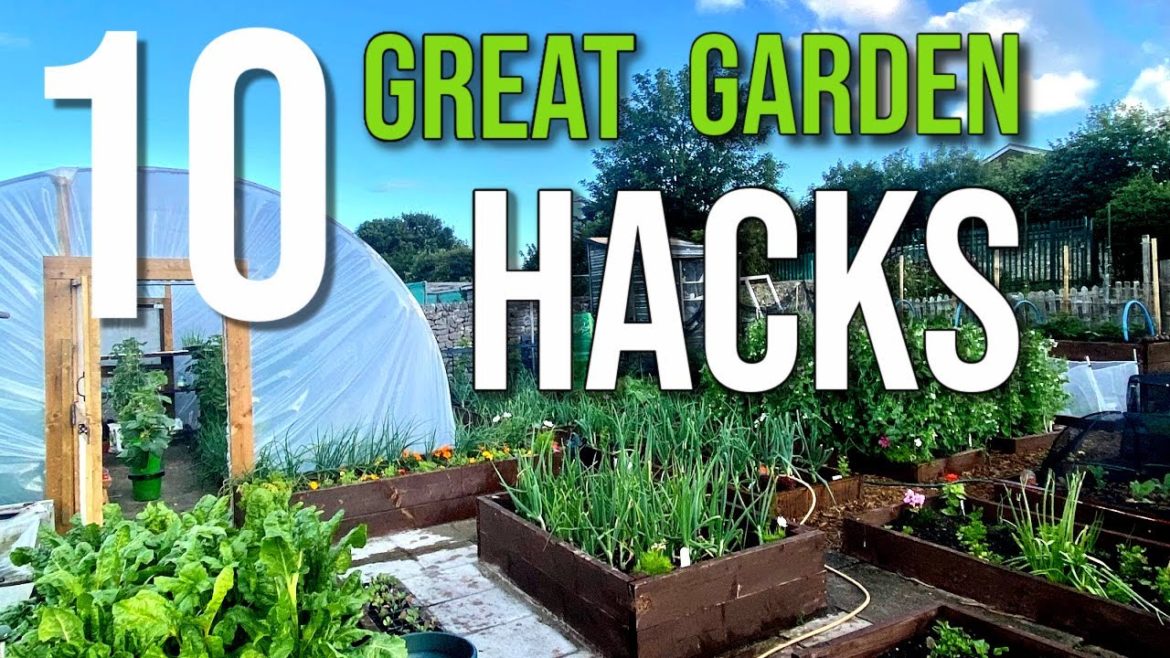 10 Gardening Tips, Ideas and Hacks That Actually Work. My 10 Tips, Ideas and Hacks Gardening in 2020 10 Gardening Tips, Ideas and Hacks That Actually Work. My 10 Tips, Ideas and Hacks Gardening in 2020