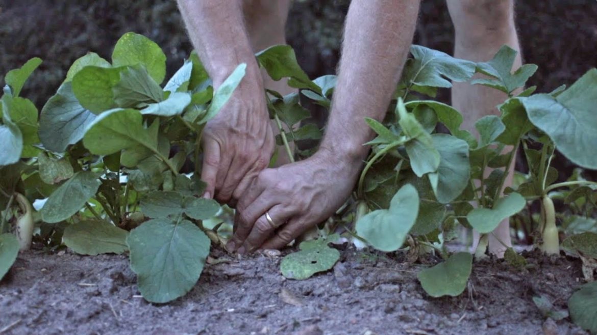 Survival Food Supply: Keep it EASY with SIMPLE Row Gardening! (No Irrigation, Minimal Fertilizer!) Survival Food Supply: Keep it EASY with SIMPLE Row Gardening! (No Irrigation, Minimal Fertilizer!)