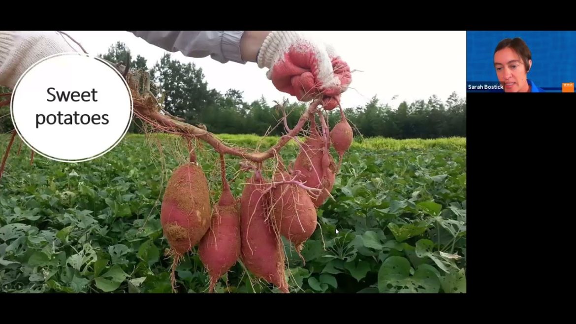 Edible Gardening: Hot-season Veggies (webinar series)