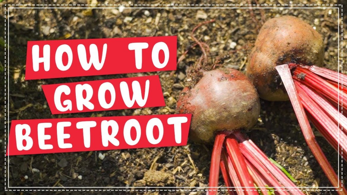 How To Plant and Grow Beetroot | Edible Gardening