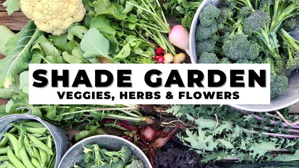 SHADE GARDENING TIPS: plus which VEGETABLES, HERBS & FLOWERS grow in the SHADE