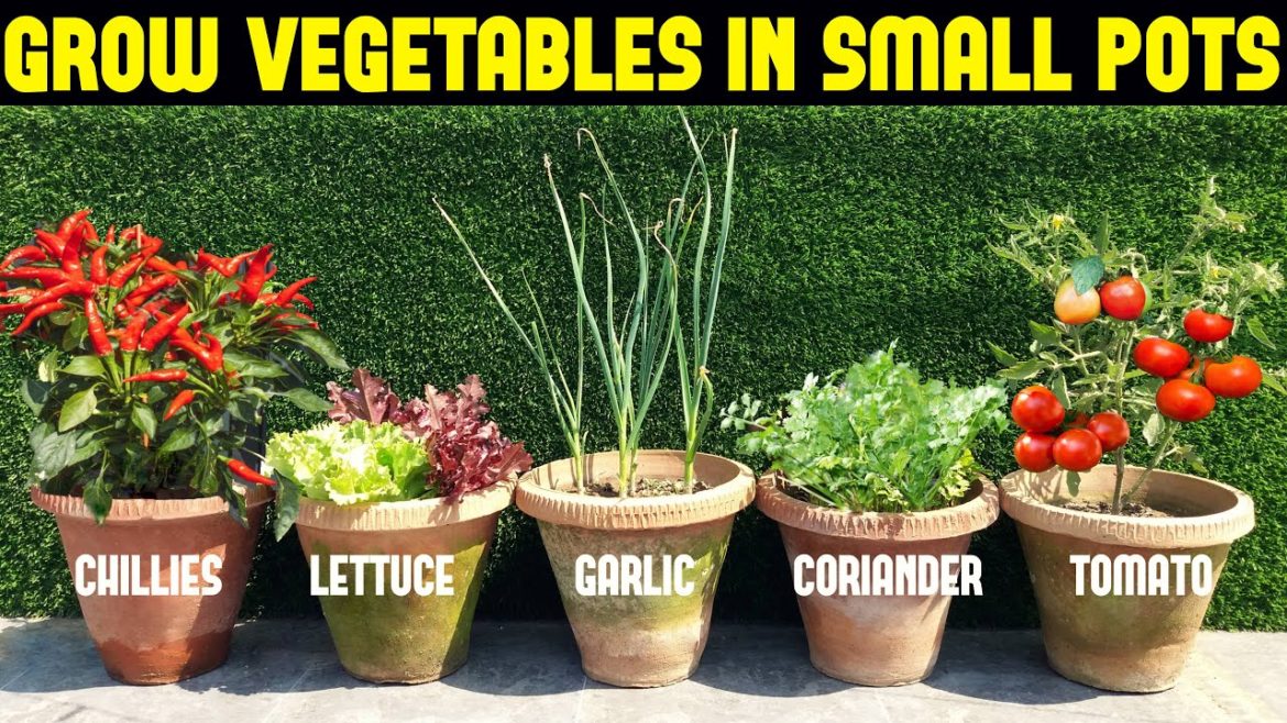 Vegetables You Can Grow In Small Pots | Small Space Gardening