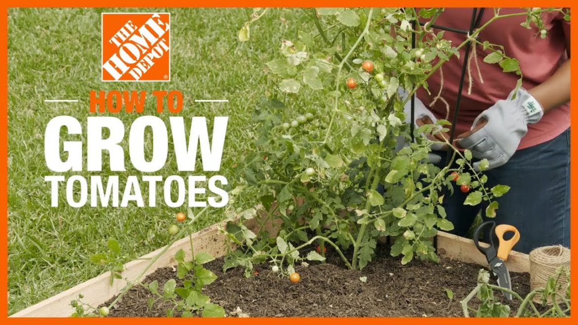 How to Grow Tomatoes | Edible Gardening | The Home Depot