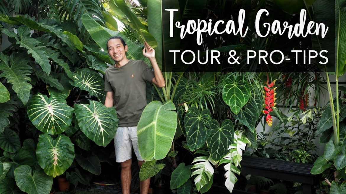 DREAM BIG in a tiny Tropical Garden (280 sqft) + Pro Gardening Tips ft. the legendary Farren Wayne DREAM BIG in a tiny Tropical Garden (280 sqft) + Pro Gardening Tips ft. the legendary Farren Wayne