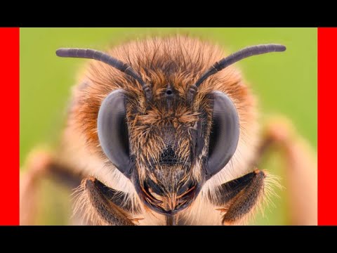 Kaye Kittrell: Terrifying BEE ATTACK ! First Hand Account Terrifying BEE ATTACK ! First Hand Account