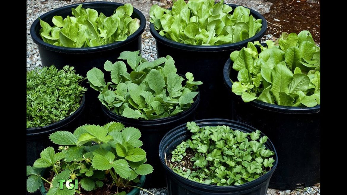 75 Vegetable Container Garden Ideas 75 Vegetable Container Garden Ideas
