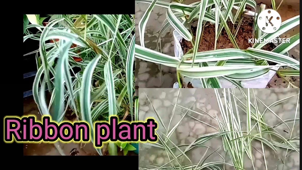 How to grow Ribbon plant by cutting @Aaradhya garden tips