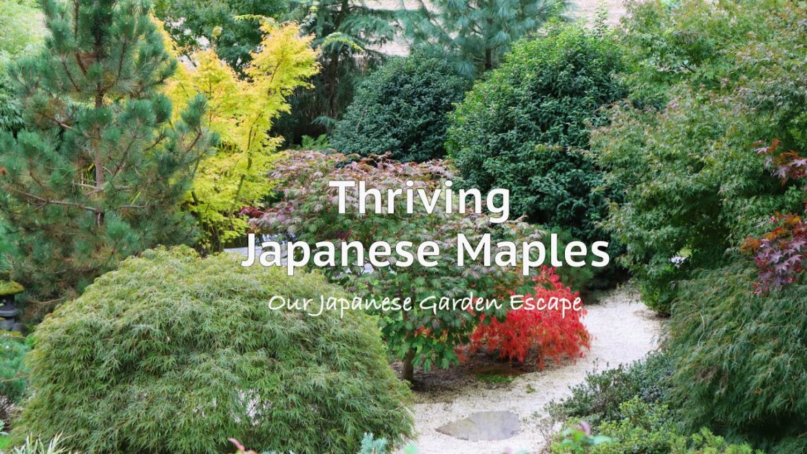 Japanese Maple Growing 101 | Our Japanese Garden Escape