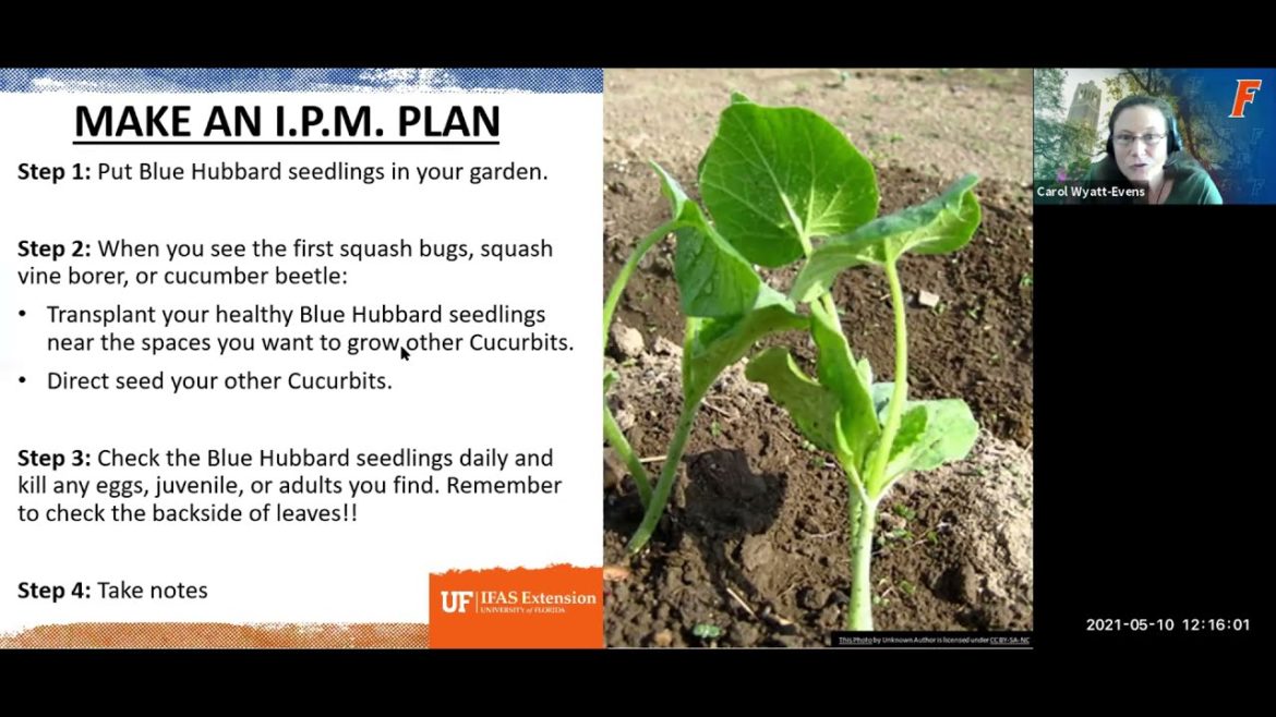 Edible Gardening: Companion Plants and Trap Crops (webinar series)