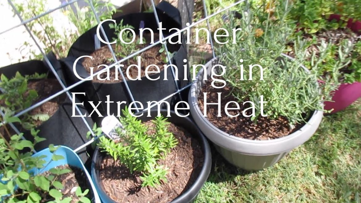 Container Gardening in Extreme Heat Tips Zon9b wk 8 Container Gardening in Extreme Heat Tips Zon9b wk 8