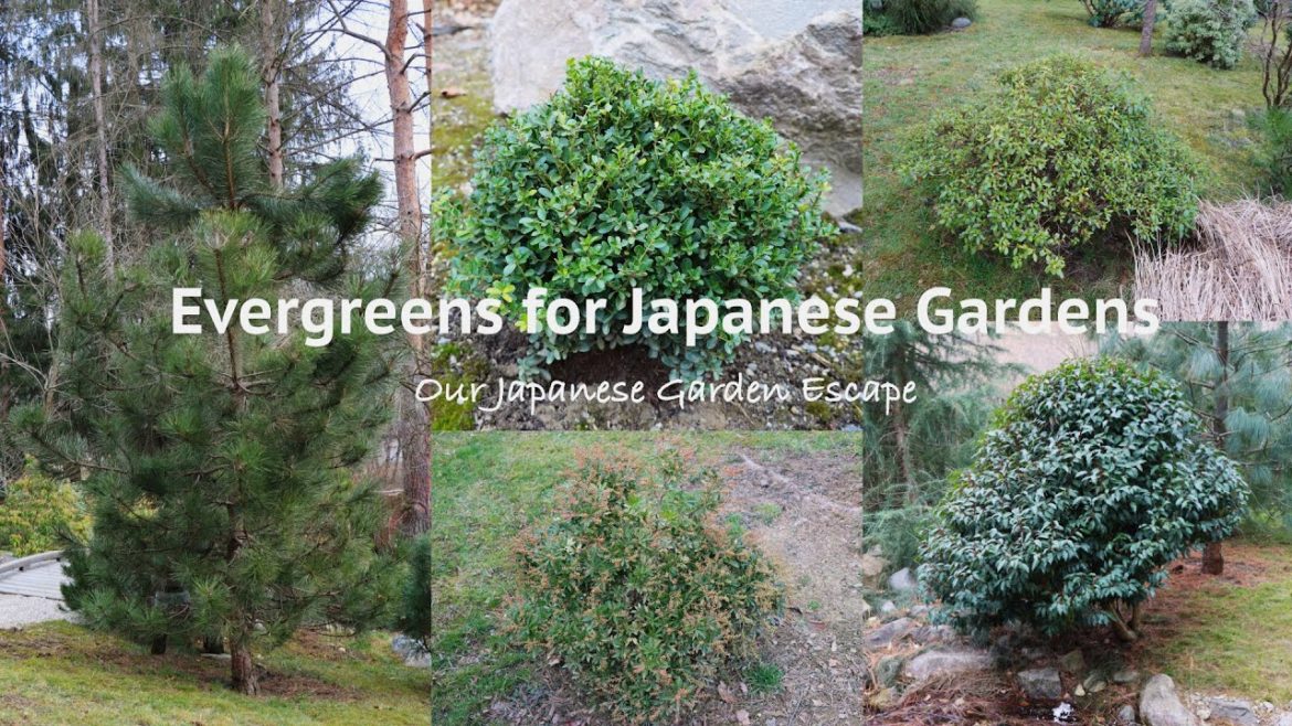 Five Essential Evergreens for Your Japanese Garden | Our Japanese Garden Escape Five Essential Evergreens for Your Japanese Garden | Our Japanese Garden Escape