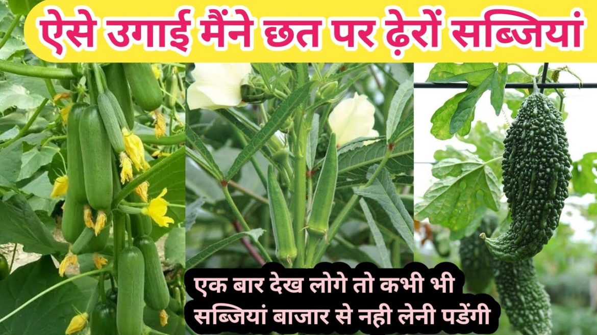 how to grow vegetables at home / vegetable gardening / terrace vegetable garden in hindi how to grow vegetables at home / vegetable gardening / terrace vegetable garden in hindi