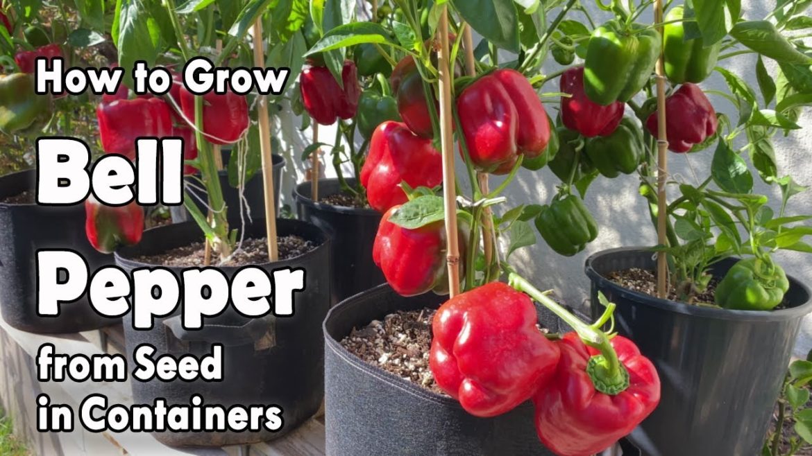 How to Grow Bell Peppers from Seed in Containers | Easy planting guide How to Grow Bell Peppers from Seed in Containers | Easy planting guide