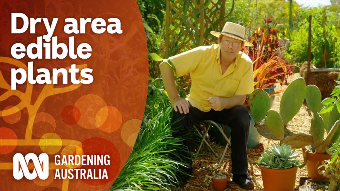Edible plant options for dry areas | Gardening 101 | Gardening Australia