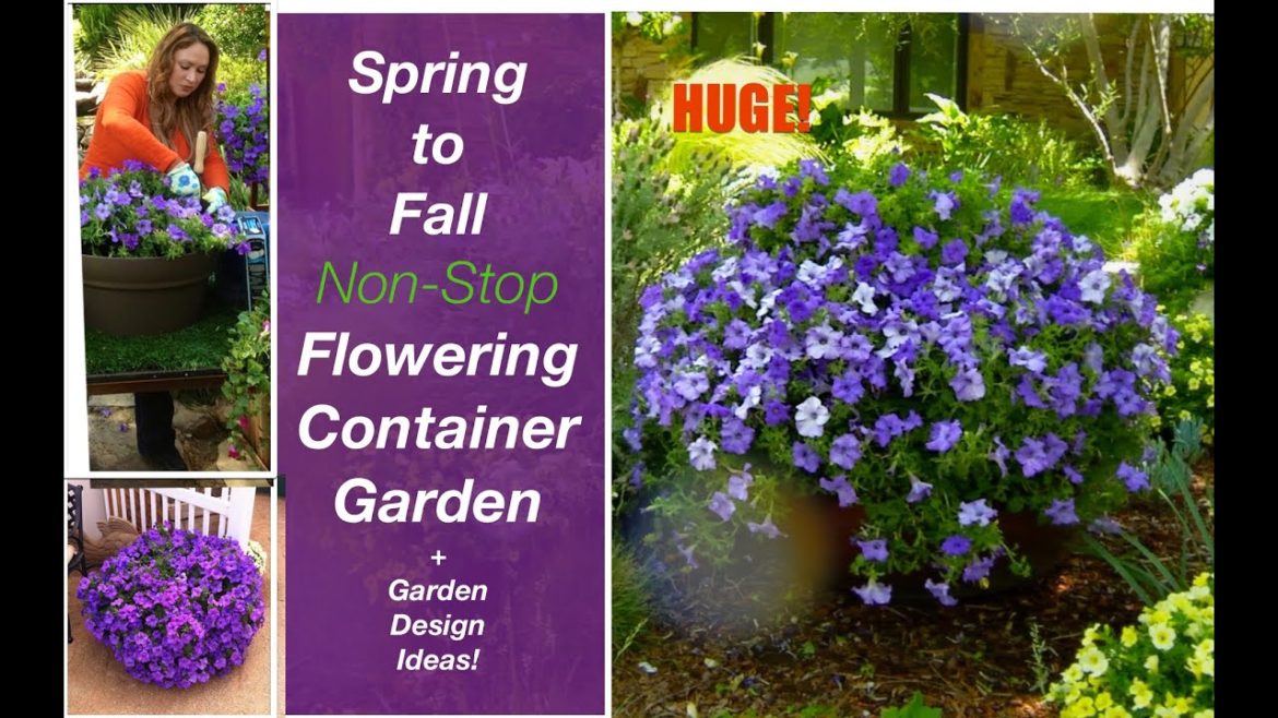 Spring to Summer Non-Stop Flowering Container Garden +🍃Garden  Design Ideas! Shirley Bovshow