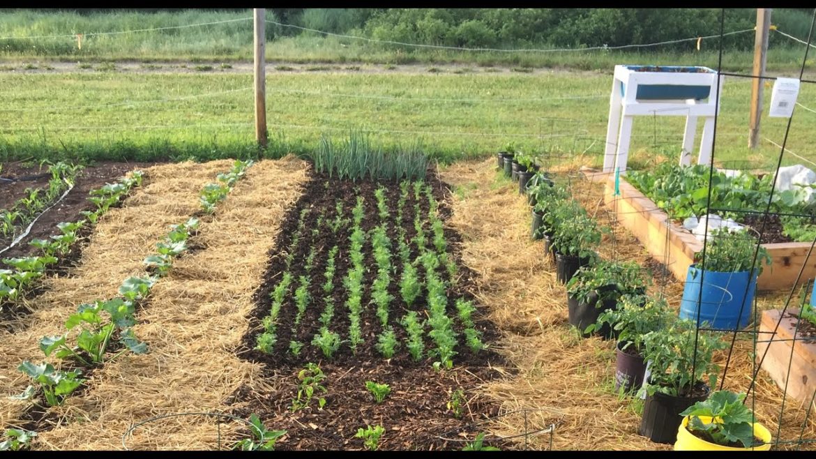 5 BASIC VEGETABLE GARDENING METHODS