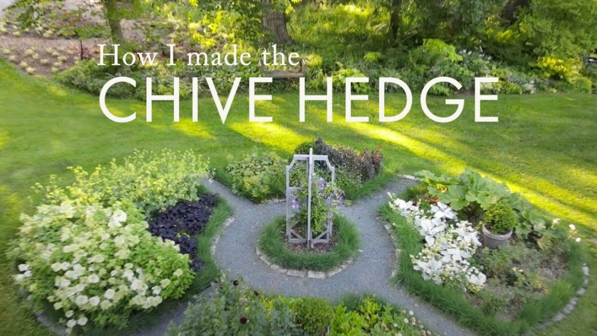 How to make a chive hedge 🌿 Edible + ornamental gardening
