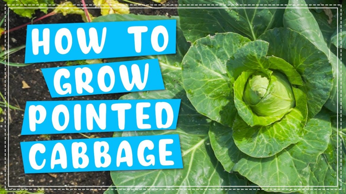 How To Plant and Grow Pointed Cabbage | Edible Gardening How To Plant and Grow Pointed Cabbage | Edible Gardening