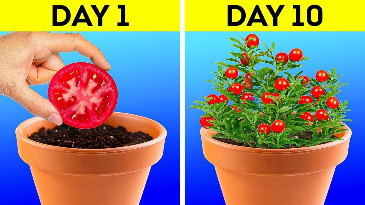 GENIUS IDEAS FOR YOUR HOME GARDEN GENIUS IDEAS FOR YOUR HOME GARDEN