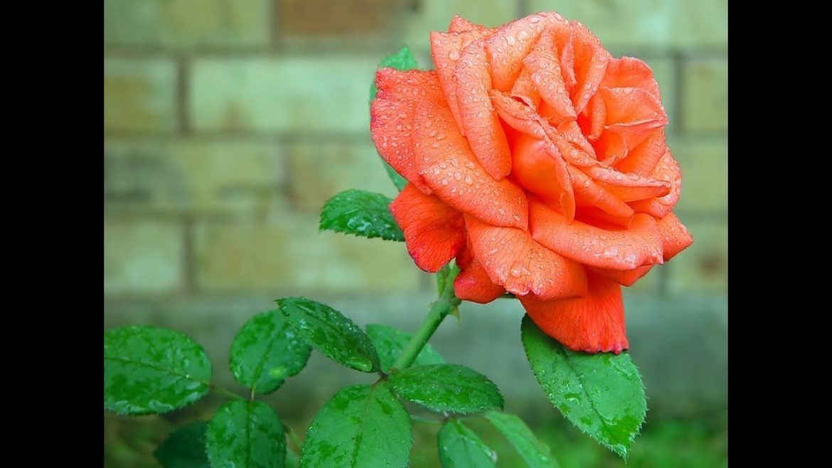 Rose Garden Trends For 2015 Rose Garden Trends For 2015