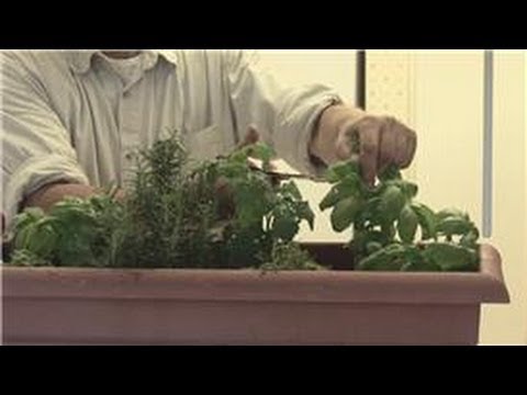 Beginners' Gardening Tips : How to Maintain an Indoor Herb Garden Beginners' Gardening Tips : How to Maintain an Indoor Herb Garden
