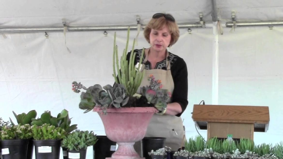 Design and Plant a Succulent Container Garden: The Basics