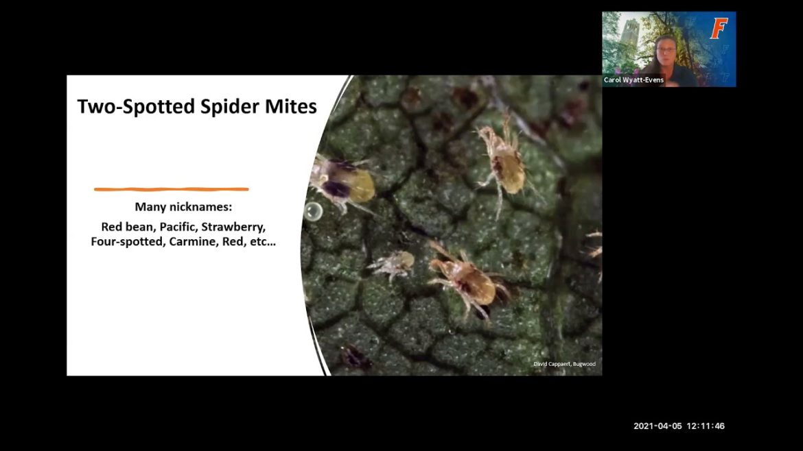 Edible Gardening: Spider Mites (webinar series)