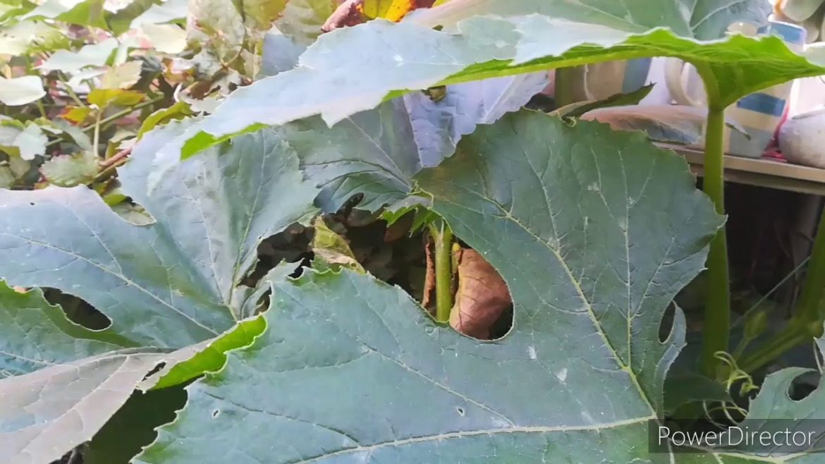 No-dig Vegetable gardening Eastern Cape South Africa
