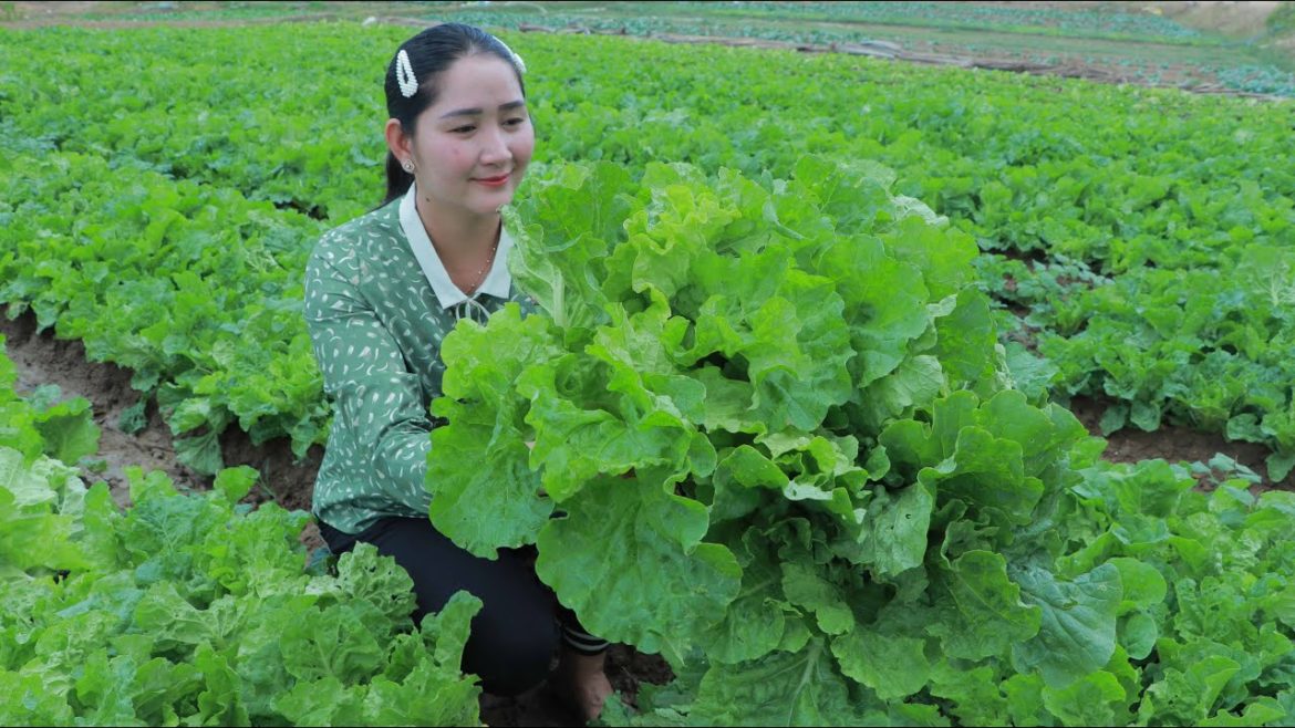 Harvesting Bok Choy At Green Vegetable Gardening | Bok Choy Soup Cooking | Sros Yummy Cooking Vlogs