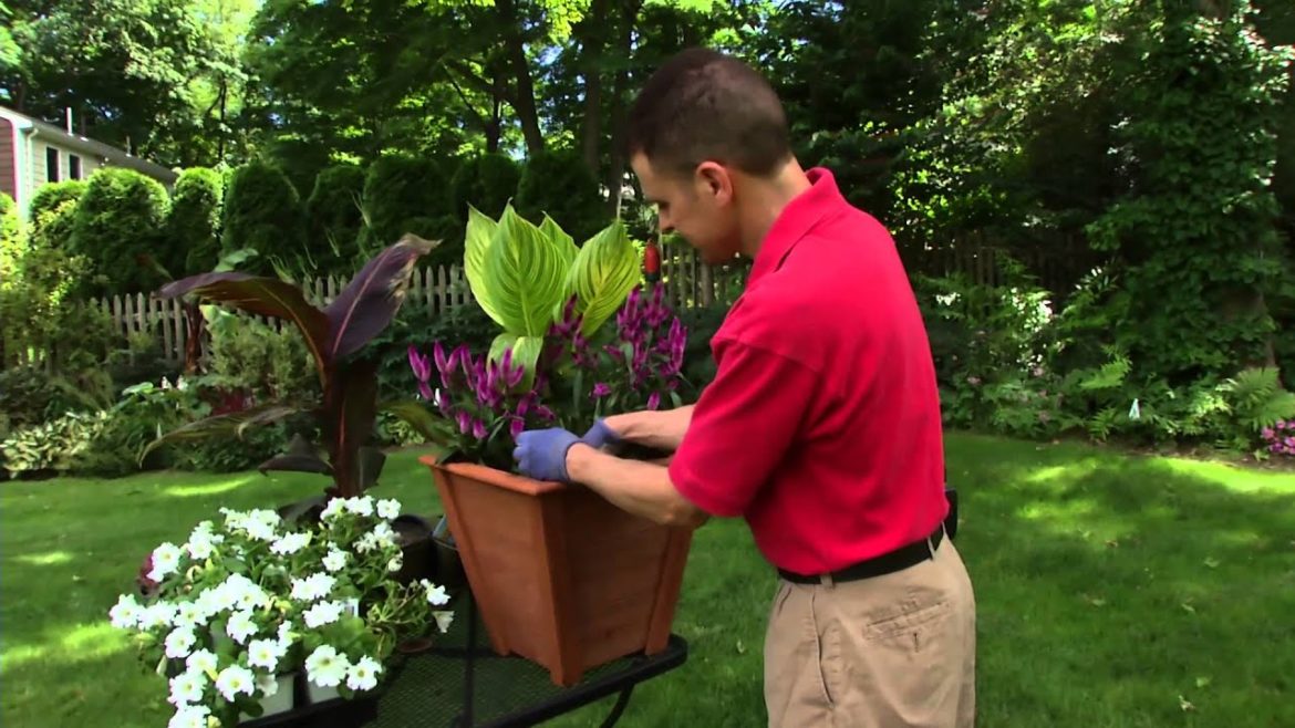 How to Build the Perfect Container Garden featuring Tropicanna canna