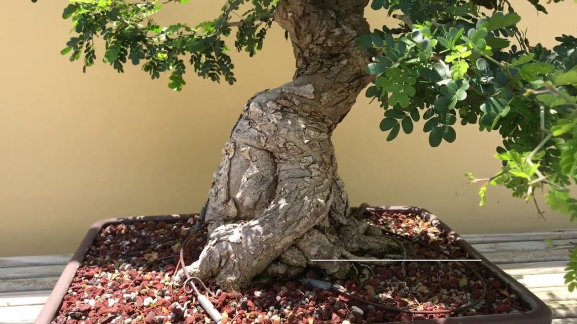 Bonsai Garden Tour at Morikami Museum & Japanese Gardens Bonsai Garden Tour at Morikami Museum & Japanese Gardens