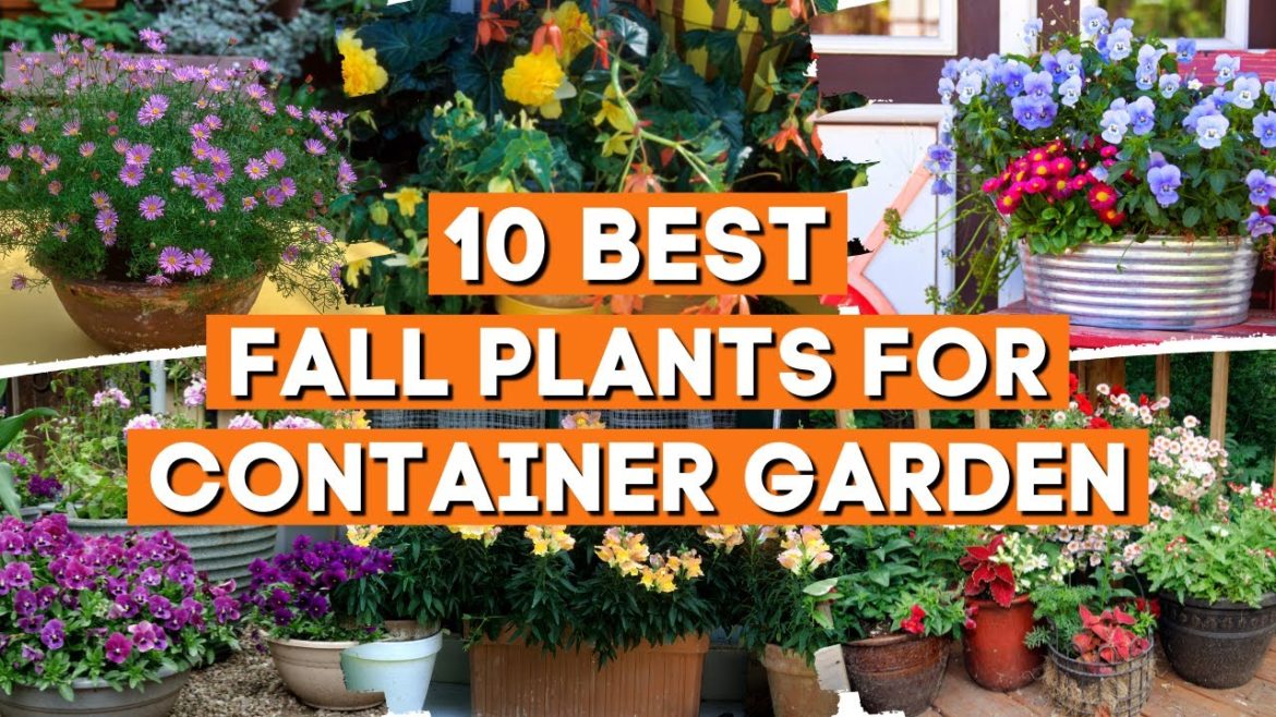 10 Fall Plants Perfect for Container Garden 🌼☀️✨