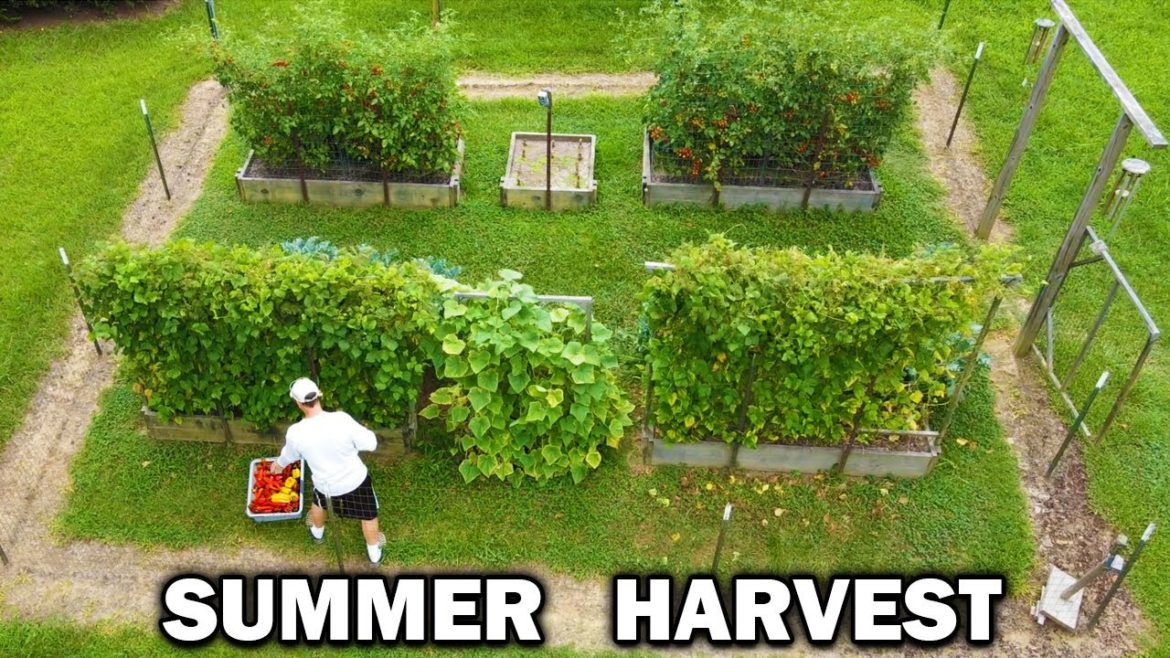 Summer GARDEN HARVEST Relaxing Vegetable Gardening Frozen Food Storage Summer GARDEN HARVEST Relaxing Vegetable Gardening Frozen Food Storage