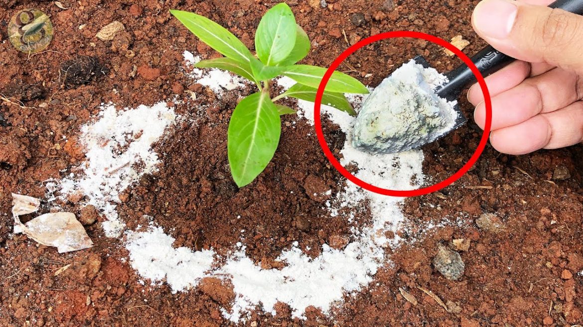 MIRACULOUS MAGIC POWDER IN GARDENING! | 100% Organic Pesticide – Diatomaceous Earth MIRACULOUS MAGIC POWDER IN GARDENING! | 100% Organic Pesticide - Diatomaceous Earth