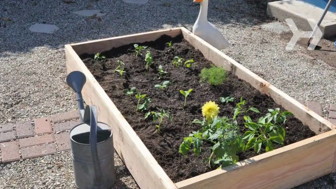 How to Plant a Vegetable Garden