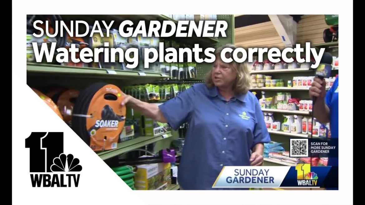 Sunday Gardener: Tips on watering plants correctly and efficiently